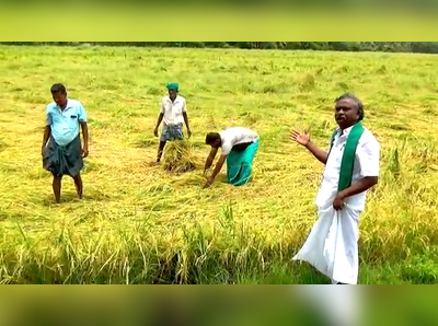 தமிழக அரசு செய்த பெரிய தவறு?;                                                               3.50 லட்சம் ஏக்கர் நெற்பயிர் நாசம்!