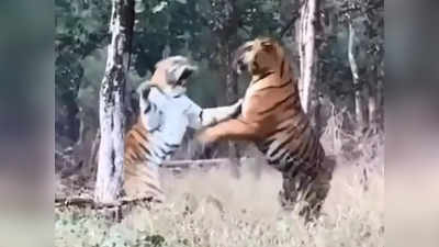 दो बाघों के बीच दिलचस्प लड़ाई, वीडियो देख यकीन करना होगा मुश्किल