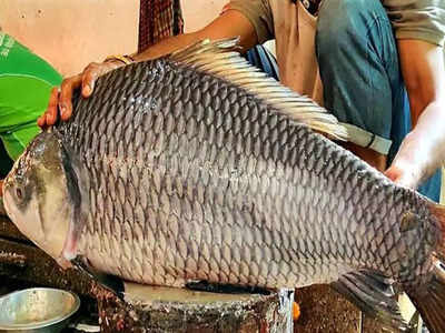 Catla Fish News: बांग्लादेश के पद्मा नदी में पकड़ी गई 18 किलो की दैत्याकार कतला मछली, रेकॉर्ड पैसे में बिकी