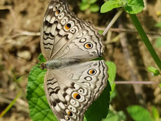 लगातार बढ़ रही है तितलियों की संख्या