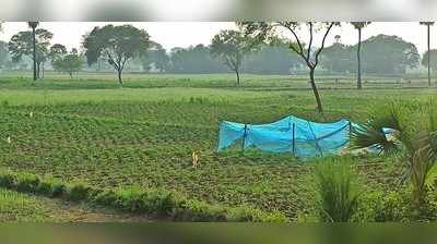 UP News: गाजीपुर में मिर्च की खेती करने वाले किसानों के लिए मुसीबत बनी बाढ़ और बारिश, लागत निकालना भी पड़ सकता है भारी