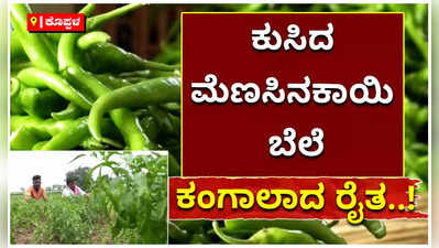 ಮೆಣಸಿನಕಾಯಿ ಬೆಲೆಯಲ್ಲಿ ಭಾರೀ ಕುಸಿತ; ಭರ್ಜರಿ ಆದಾಯದ ನಿರೀಕ್ಷೆಯಲ್ಲಿದ್ದ ರೈತ ಕಂಗಾಲು!