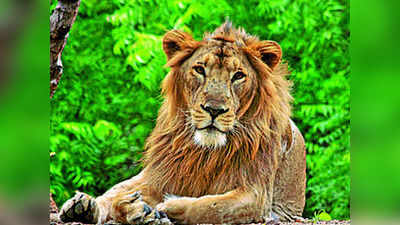 Bihar News: दो विभागों के फेर में बीच सड़क फंस गए नीतीश के शेर... जानिए क्या था माजरा