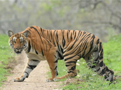 गडचिरोलीत ३२ वाघ; मागील दहा वर्षात गतीने वाढली संख्या