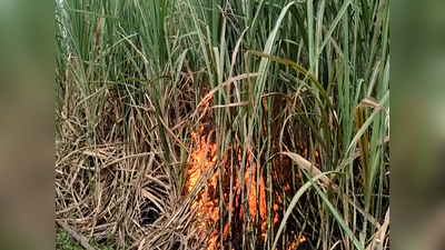 विद्युत तारामुळे ऊसाने घेतला पेट, शेतकऱ्याच्या डोळ्यांदेखत १० लाखांचे नुकसान