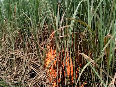 विद्युत तारामुळे ऊसाने घेतला पेट, शेतकऱ्याच्या डोळ्यांदेखत १० लाखांचे नुकसान