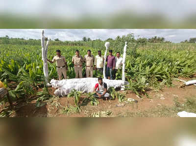 ಬಾಗಲಕೋಟೆಯಲ್ಲಿ ಅರಶಿಣ ಹೊಲದಲ್ಲಿ ಗಾಂಜಾ ಬೆಳೆದ ರೈತ ಬಂಧನ, 35 ಲಕ್ಷ ರೂ. ಮೌಲ್ಯದ ಗಾಂಜಾ ವಶ