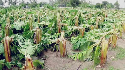 கண்ணீர் வரவழைக்கும் வாழை மரங்கள்: ரூபாய் 50 லட்சம் சேதம், அதிகாலை மழையால் ஈரோட்டில் சோகம்!