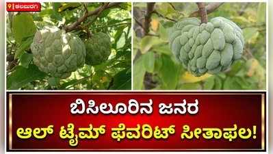 ಕಲಬುರಗಿ: ಚಿತ್ತಾಪುರದ ಗುಡ್ಡಗಾಡು ಪ್ರದೇಶಗಳಲ್ಲಿ ಸೀತಾಫಲ ಹಣ್ಣಿನ ಸ್ವಯಂ ಕೃಷಿ