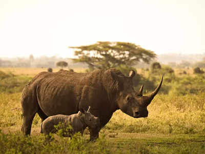 World Rhino Day: ఖడ్గమృగాల ఈ విశేషాలు తెలుసా?