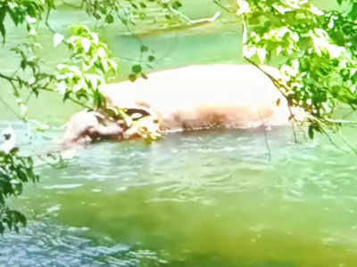 വേദന തിന്ന് സഹ്യൻ്റെ മകൻ ചരിഞ്ഞു; വനം വകുപ്പിനെതിരെ മൃഗസ്നേഹികളും നാട്ടുകാരും