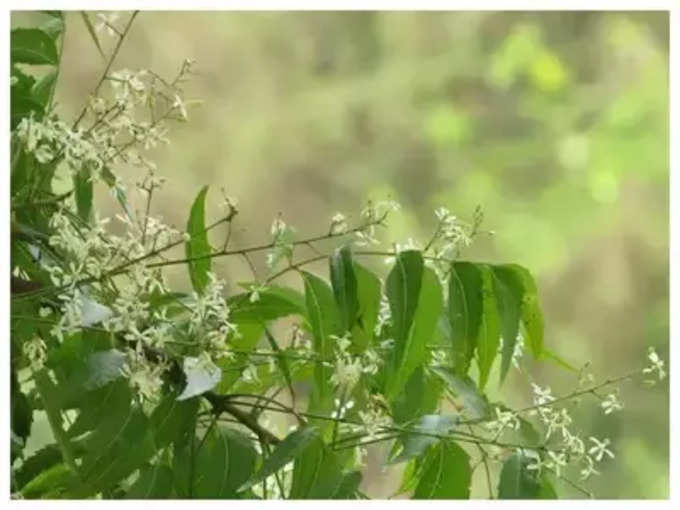 ​பாரம்பரியமே ஆரோக்கியமானது