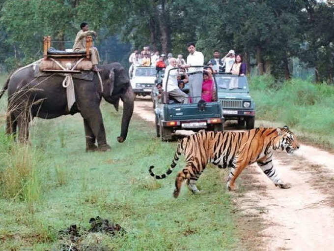 जिम कॉर्बेट नेशनल पार्क में जंगल सफारी - Jungle Safari in Jim Corbett National Park in Hindi