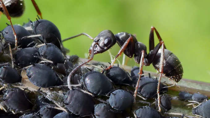 ​ಇವುಗಳಿಗೆ ಆಹಾರ ನೀಡಿ