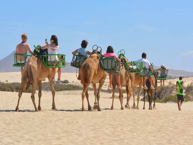 बीकानेर मे कैमल सफारी - Camel Safari Of Bikaner City In Hindi