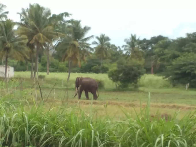 ​ಕೃಷಿ ಉತ್ಪನ್ನಗಳಿಗೆ ಹಾನಿ