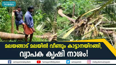 മലയങ്ങാട് മലയിൽ വീണ്ടും കാട്ടാനയിറങ്ങി,  വ്യാപക കൃഷി നാശം!