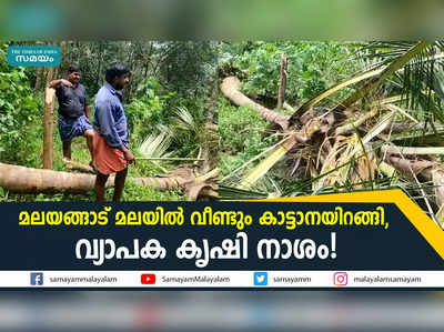 മലയങ്ങാട് മലയിൽ വീണ്ടും കാട്ടാനയിറങ്ങി,  വ്യാപക കൃഷി നാശം!