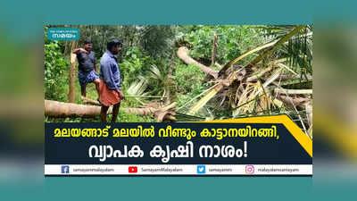 മലയങ്ങാട് മലയിൽ വീണ്ടും കാട്ടാനയിറങ്ങി, വ്യാപക കൃഷി നാശം! വീഡിയോ കാണാം