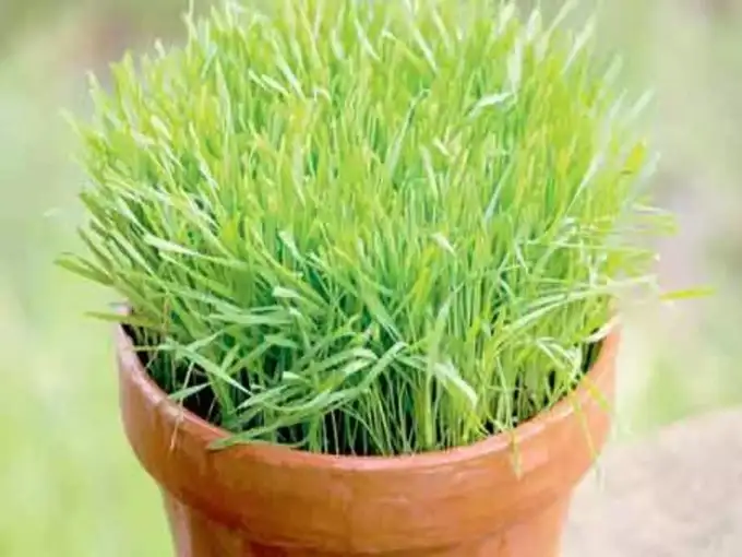 கோதுமைப்புல்