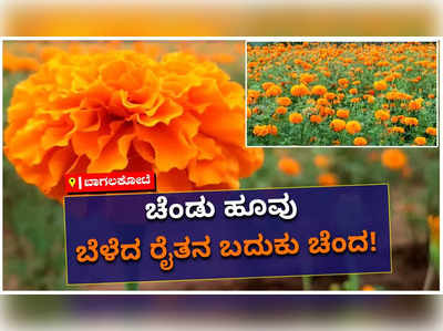 ಚೆಂಡು ಹೂವು ಬೆಳೆದು ಲಾಭದ ನಿರೀಕ್ಷೆಯಲ್ಲಿರುವ ಬಾಗಲಕೋಟೆ ಬಾದಾಮಿ ತಾಲೂಕಿನ ಅನ್ನದಾತರು!