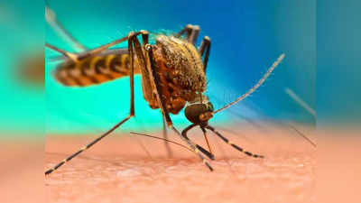लखनऊ में डेंगू का कहर, रोजाना आ रहे हैं 100 से ज्यादा मरीज... इन बातों का रखें खास ध्यान