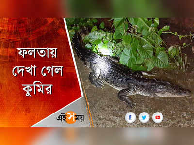 ফলতায় দেখা গেল কুমির