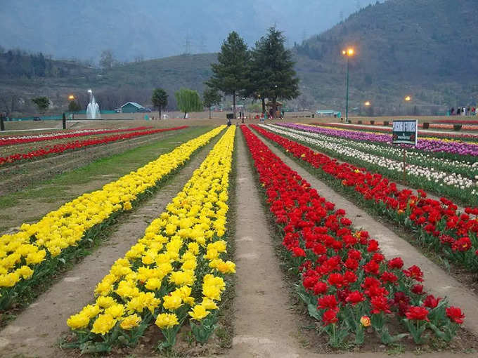 इंदिरा गांधी ट्यूलिप गार्डन, श्रीनगर - Indira Gandhi Tulip Garden, Srinagar