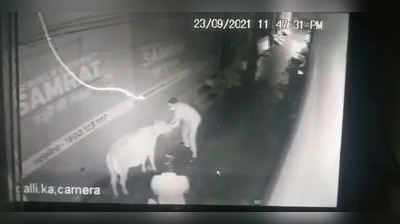 रुड़की में गाय चुराकर ले गए तीन चोर, सीसीटीवी में कैद हुई घटना, देखें वीडियो