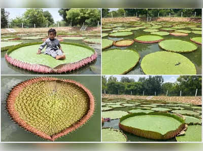 కడప: ఇది ఓ ఆకు, మనిషి కూర్చున్నా మునిగిపోదు.. నిజమండీ బాబూ!