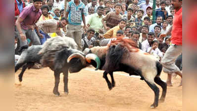 ಕಾನೂನು ಬಾಹಿರ ಟಗರು ಕಾಳಗಕ್ಕೆ ಬ್ರೇಕ್‌; ಯಾದಗಿರಿ ಡಿಸಿ ಖಡಕ್‌ ನಿರ್ಧಾರಕ್ಕೆ ಆಯೋಜಕರು ಶಾಕ್‌!