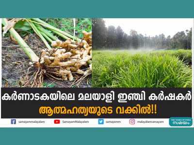 കര്‍ണാടകയിലെ മലയാളി ഇഞ്ചി കര്‍ഷകര്‍ ആത്മഹത്യയുടെ വക്കില്‍!! വീഡിയോ കാണാം