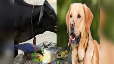 कावळे, कुत्रे आणि गायींना श्राद्ध अन्न का दिले जाते? पितृपक्षात पंचबलीचे काय महत्त्व,वाचा