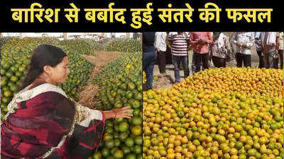 नागपुर के संतरा उत्पादक किसानों को भारी नुकसान 
