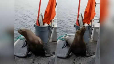 Video: किलर व्हेल से डरा समुद्री शेर नाव पर चढ़ा, सिर हिलाकर उतरने से किया इनकार