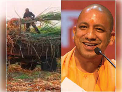 UP Elections: यूपी में चुनाव से पहले योगी सरकार ने खेला मास्‍टरस्‍ट्रोक, गन्‍ने का भाव 25 रुपये बढ़ा किसानों को किया खुश