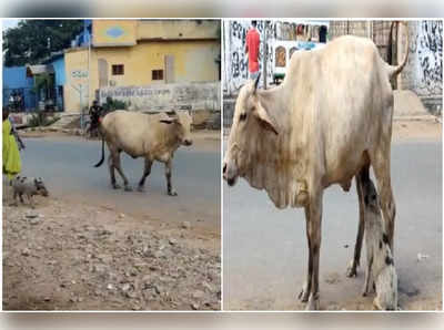 కడప: ప్రొద్దుటూరులో నడిరోడ్డుపై వింత ఘటన.. ఆవు వెనుకే వెళ్లి!