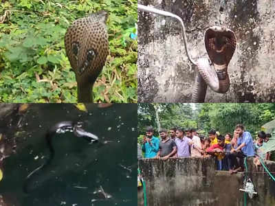दो जगह कुएं में गिरा में कोबरा, मुश्किल में फंसी जान, रेस्क्यू होते ही दिखाया असली रूप, देखें