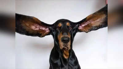 अमेरिका के इस कुत्ते ने बनाया वर्ल्ड रेकॉर्ड, एक फीट से ज्यादा लंबे कानों को देखते ही हो जाएगा प्यार