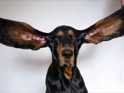 अमेरिका के इस कुत्ते ने बनाया वर्ल्ड रेकॉर्ड, एक फीट से ज्यादा लंबे कानों को देखते ही हो जाएगा प्यार