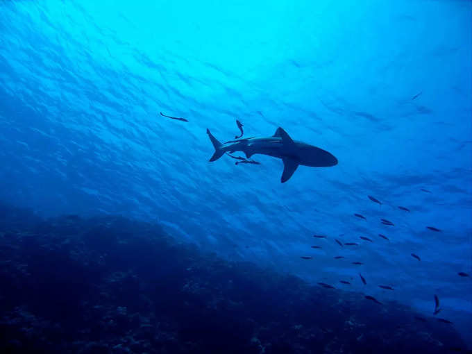 ग्रेट बैरियर रीफ, ऑस्ट्रेलिया - Great Barrier Reef, Australia in Hindi