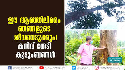 ഈ ആഞ്ഞിലിമരം ഞങ്ങളുടെ ജീവനെടുക്കും! കനിവ് തേടി കുടുംബങ്ങൾ 