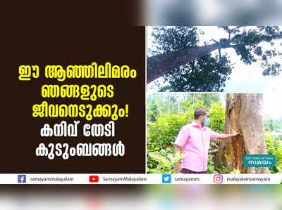 ഈ ആഞ്ഞിലിമരം ഞങ്ങളുടെ ജീവനെടുക്കും! കനിവ് തേടി കുടുംബങ്ങൾ 