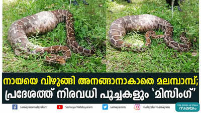 നായയെ വിഴുങ്ങി അനങ്ങാനാകാതെ മലമ്പാമ്പ്; പ്രദേശത്ത് നിരവധി പൂച്ചകളും മിസിംഗ്‌