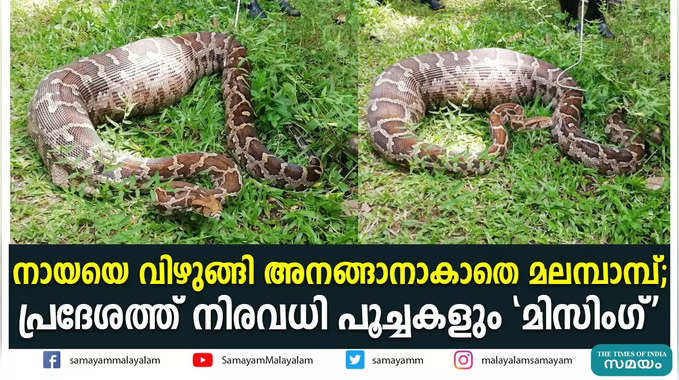 നായയെ വിഴുങ്ങി അനങ്ങാനാകാതെ മലമ്പാമ്പ്; പ്രദേശത്ത് നിരവധി പൂച്ചകളും മിസിംഗ്‌