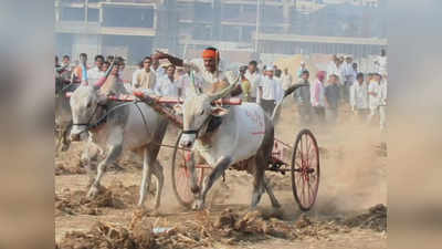 बैलगाडा शर्यत पुन्हा सुरू होणार?; राज्य सरकार प्रयत्नशील