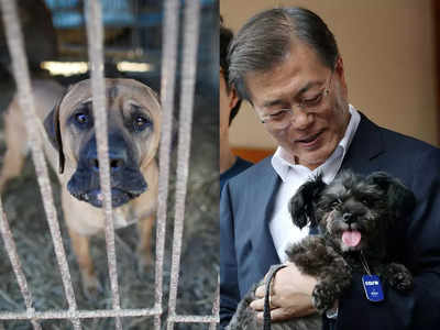 दक्षिण कोरिया में कुत्‍ते का मांस खाने पर लगेगा बैन, राष्‍ट्रपति बोले, बंद करो परंपरा