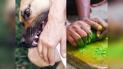Home Remedies: कुत्ता काटने का घरेलू इलाज, इन 7 नुस्खों को अपनाने से बच जाएगी जान