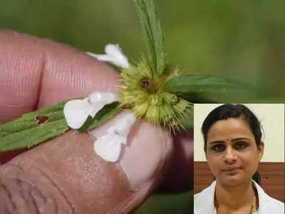 மாதவிடாய் அதிக உதிரபோக்கை கட்டுக்குள் வைக்கும் தும்பை, எப்படி எடுக்கணும், மருத்துவர் தரும் குறிப்பு!