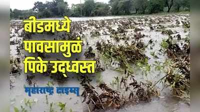 Beed Rain : बीडमध्ये मुसळधार पावसामुळं हाहाकार, पिकांचं मोठं नुकसान